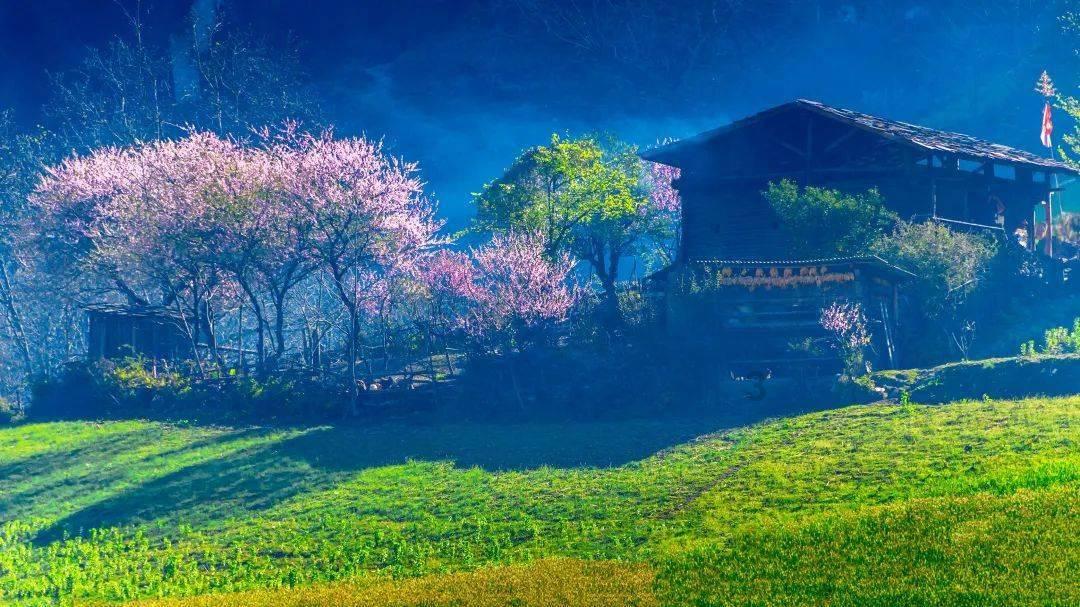 植物真的可以去甲醛吗？游戏画面